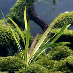 チャーム（charm） （水草）エキノドルス ホレマニーレッド（水上葉