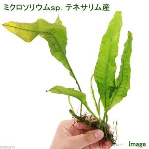 チャーム（charm） （水草）ミクロソリウムsp．フォークリーフ（水中