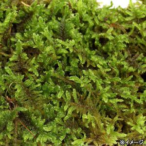 (観葉植物)テラリウム 苔 ハイゴケ 1パック分の詳細画像2