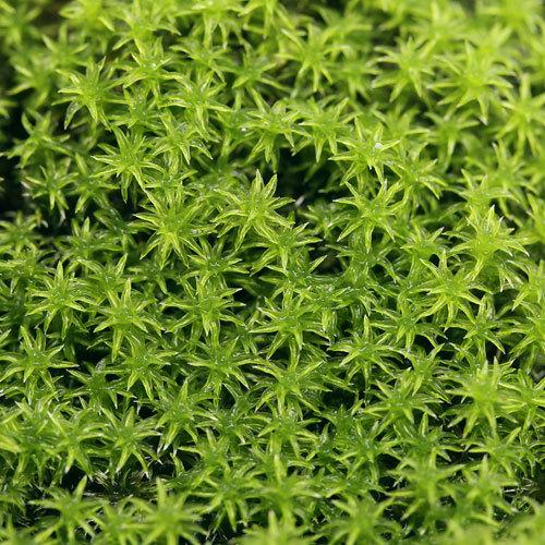 （テラリウム）苔　スナゴケ　１パック分