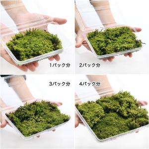 (観葉植物)テラリウム 苔 スナゴケ 1パック分の詳細画像1