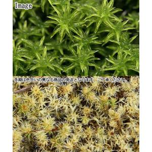 (観葉植物)テラリウム 苔 スナゴケ 1パック分の詳細画像2