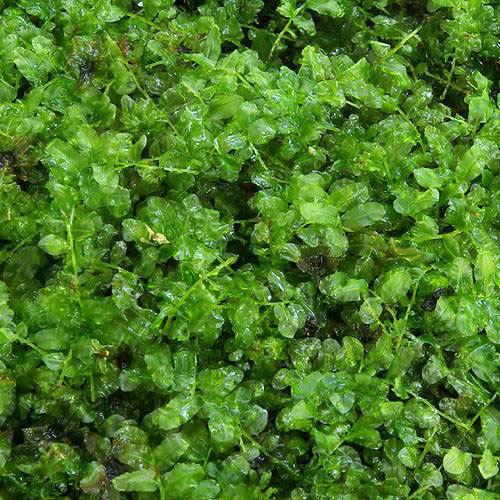 （テラリウム）苔　コツボゴケ　１パック分