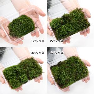 (観葉植物)テラリウム 苔 タマゴケ 1パック分の詳細画像1