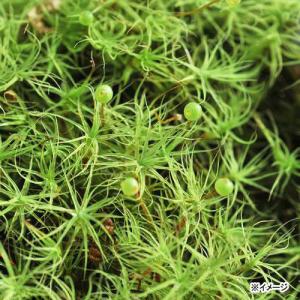 (観葉植物)テラリウム 苔 タマゴケ 1パック分の詳細画像2