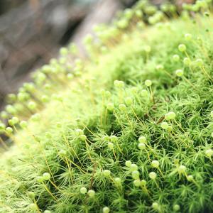 (観葉植物)テラリウム 苔 タマゴケ 1パック分の詳細画像3