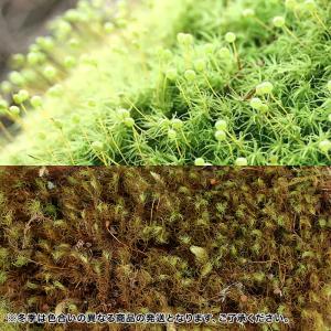 (観葉植物)テラリウム 苔 タマゴケ 1パック分の詳細画像4