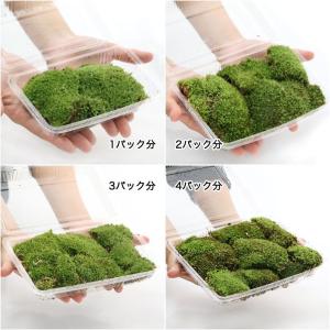 (観葉植物)テラリウム 苔 ヤマゴケ(ホソバオ...の詳細画像1