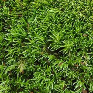 (観葉植物)テラリウム 苔 ヤマゴケ(ホソバオ...の詳細画像3