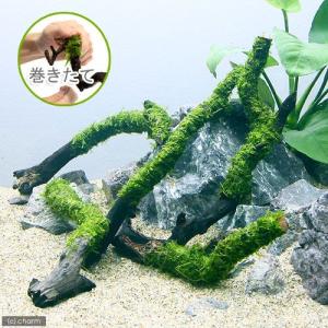 ウィローモス活着流木 Amazon.co.jp: 南米ウィローモス活着くり抜き流木 11cm : ペット用品