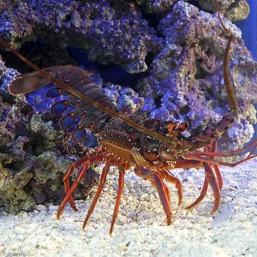 （海水魚）エビ　イセエビ（伊勢海老）（１匹）　北海道・九州航空便要保温
