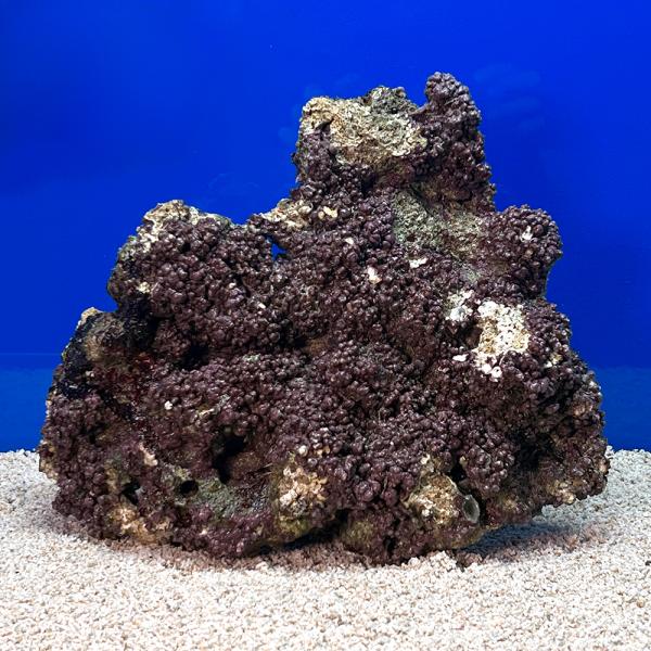 （海水魚）一点物　ライブロック（Ｌサイズ）　ＬＲ−３５９９　１個　北海道・九州航空便要保温