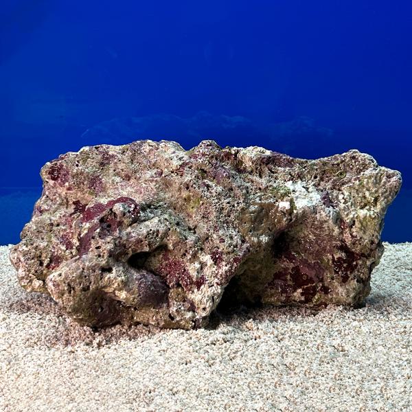 （海水魚）一点物　ライブロック（ＬＬサイズ）　ＬＲ−３６１２（１個）　北海道・九州航空便要保温