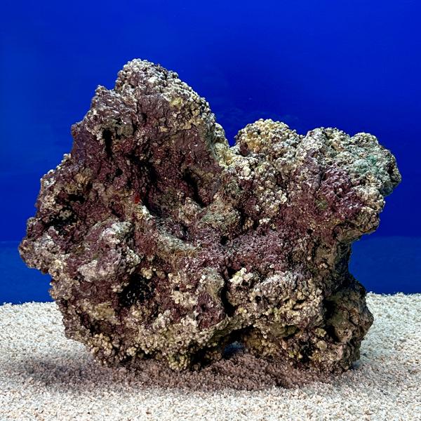 （海水魚）一点物　ライブロック（ＬＬサイズ）　ＬＲ−３６１９（１個）　北海道・九州航空便要保温