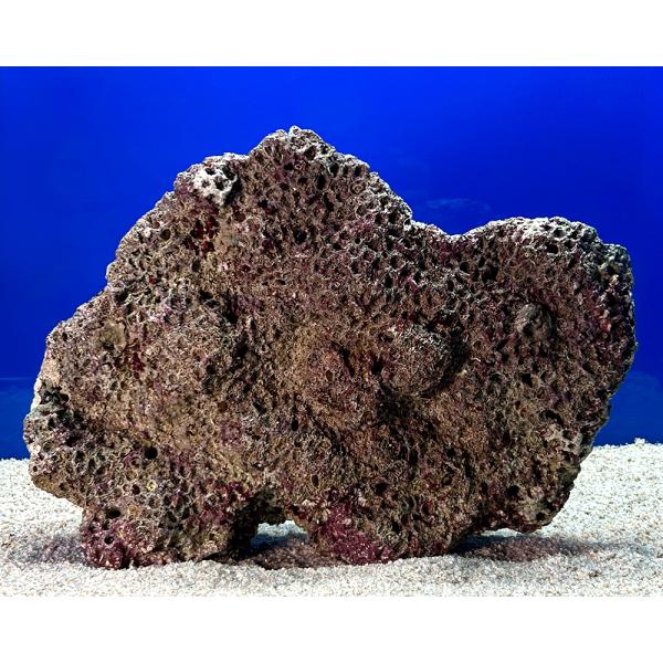 （海水魚）一点物　ライブロック（ＬＬサイズ）　ＬＲ−３６２３（１個）　北海道・九州航空便要保温