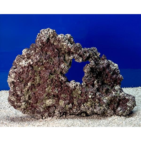 （海水魚）一点物　ライブロック（Ｌサイズ）　ＬＲ−３６２７　１個　北海道・九州航空便要保温