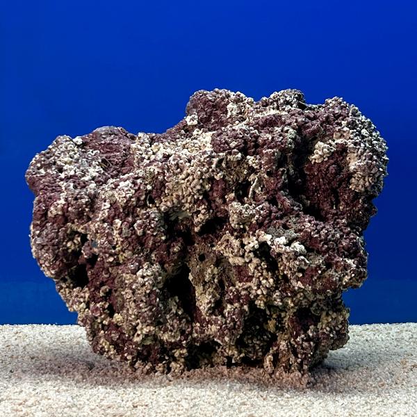 （海水魚）一点物　ライブロック（ＬＬサイズ）　ＬＲ−３６３４（１個）　北海道・九州航空便要保温