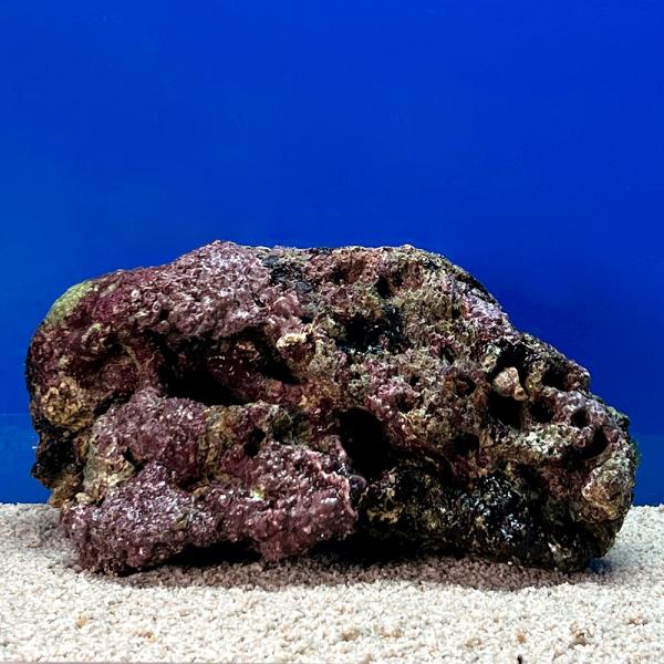 （海水魚）一点物　ライブロック（ＬＬサイズ）　ＬＲ−３６３５（１個）　北海道・九州航空便要保温