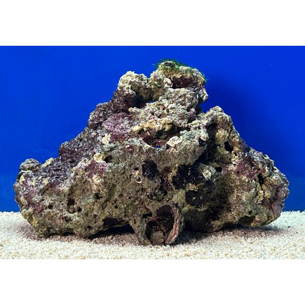 （海水魚）一点物　ライブロック（ＬＬサイズ）　ＬＲ−３６３７（１個）　北海道・九州航空便要保温