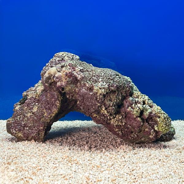 （海水魚）一点物　ライブロック（ＬＬサイズ）　ＬＲ−３６４７（１個）　北海道・九州航空便要保温