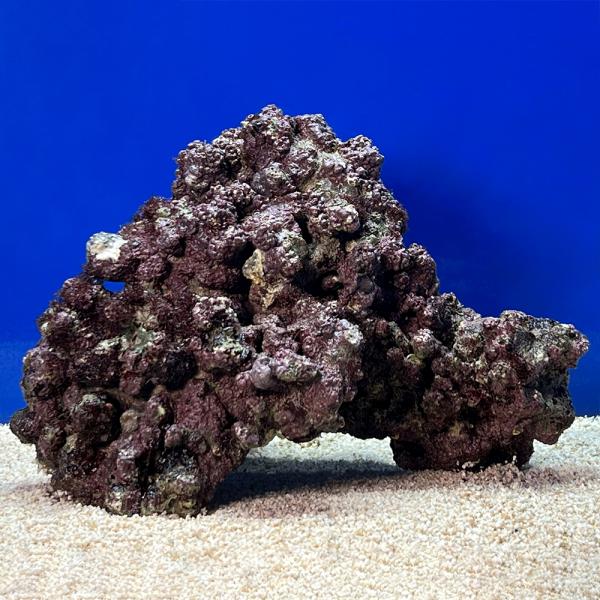 （海水魚）一点物　ライブロック（ＬＬサイズ）　ＬＲ−３６５０（１個）　北海道・九州航空便要保温