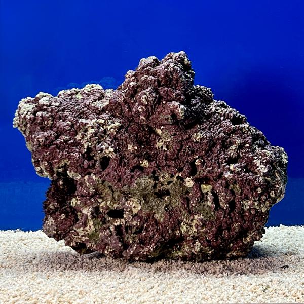 （海水魚）一点物　ライブロック（ＬＬサイズ）　ＬＲ−３６５１（１個）　北海道・九州航空便要保温