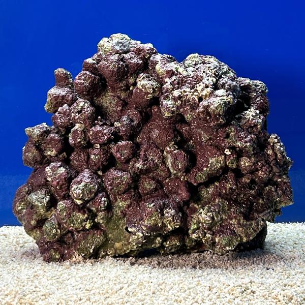 （海水魚）一点物　ライブロック（ＬＬサイズ）　ＬＲ−３６５２（１個）　北海道・九州航空便要保温