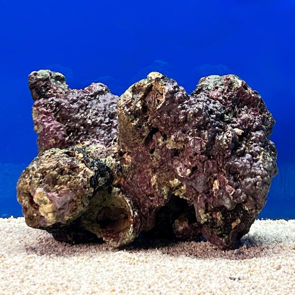 （海水魚）一点物　ライブロック（Ｌサイズ）　ＬＲ−３６５５（１個）　北海道航空便要保温