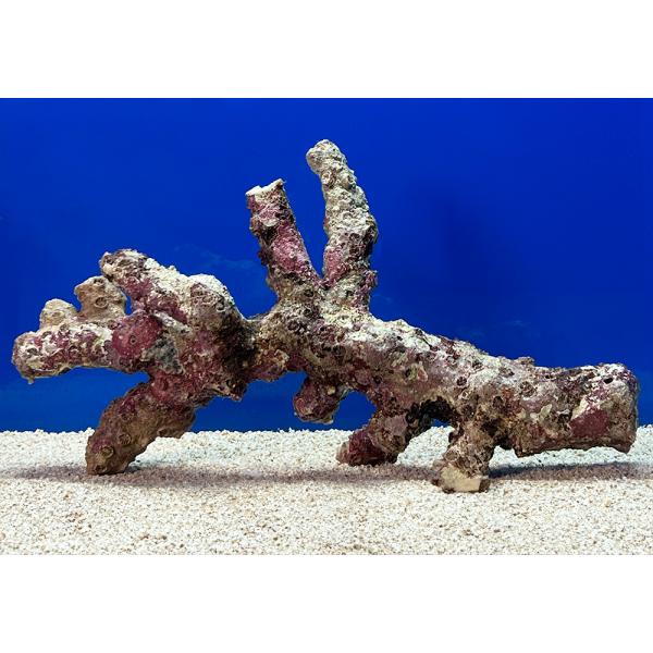 （海水魚）一点物　ライブロック（Ｌサイズ）　ＬＲ−３６６２（１個）　北海道航空便要保温