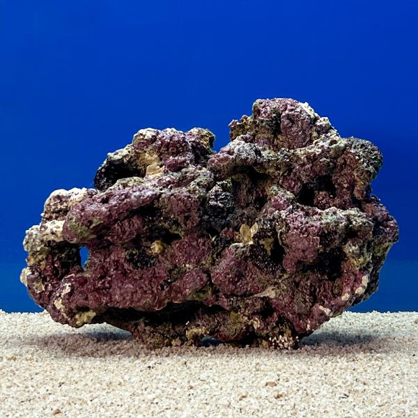 （海水魚）一点物　ライブロック（ＬＬサイズ）　ＬＲ−３６６３（１個）　北海道・九州航空便要保温