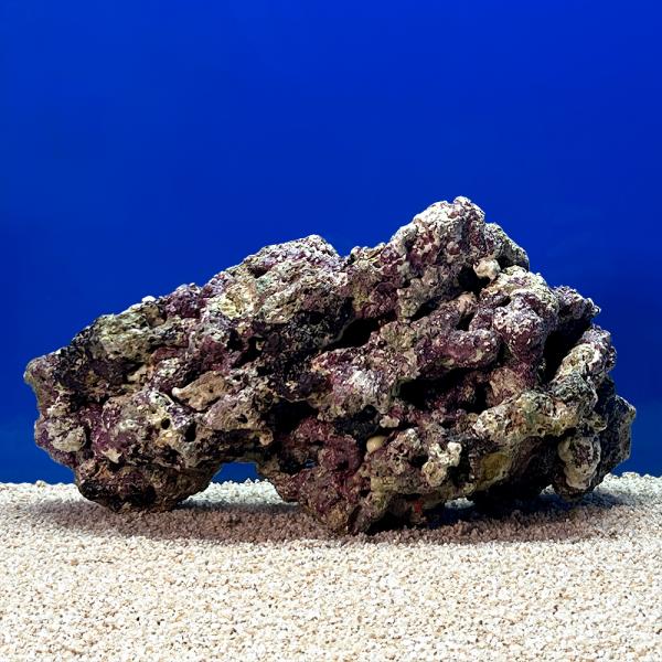 （海水魚）一点物　ライブロック（ＬＬサイズ）　ＬＲ−３６６４（１個）　北海道・九州航空便要保温