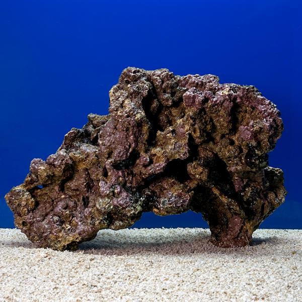 （海水魚）一点物　ライブロック（ＬＬサイズ）　ＬＲ−３６６９（１セット）　北海道・九州航空便要保温