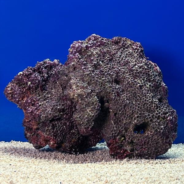 （海水魚）一点物　ライブロック（Ｌサイズ）　ＬＲ−３６７２（１個）　北海道・九州航空便要保温