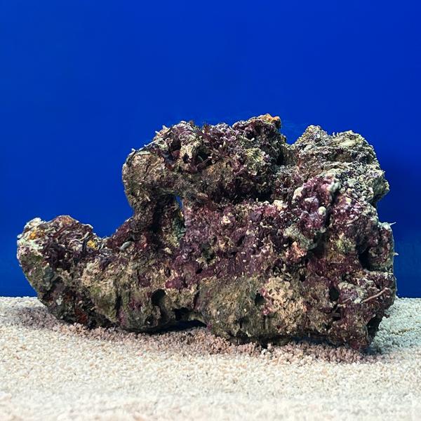 （海水魚）一点物　ライブロック（ＬＬサイズ）　ＬＲ−３６７４（１個）　北海道・九州航空便要保温