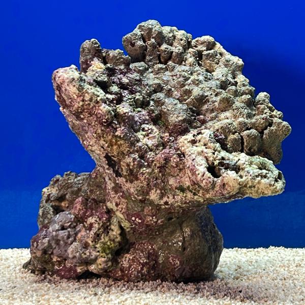 （海水魚）一点物　ライブロック（Ｌサイズ）　ＬＲ−３６７６（１個）　北海道・九州航空便要保温