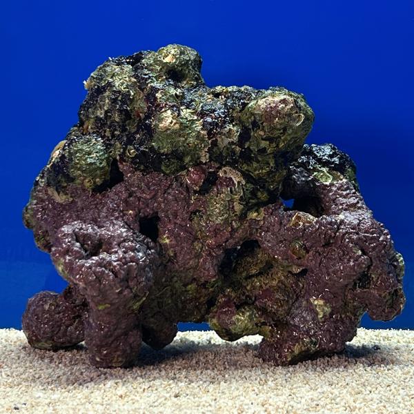 （海水魚）一点物　ライブロック（Ｍサイズ）　ＬＲ−３６７７（１個）　北海道・九州航空便要保温