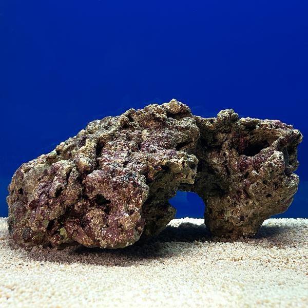 （海水魚）一点物　ライブロック（ＬＬサイズ）　ＬＲ−３６７９（１個）　北海道・九州航空便要保温