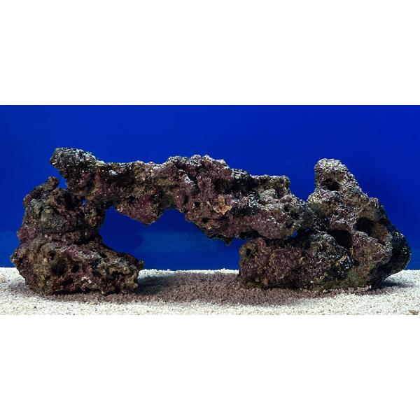 （海水魚）一点物　ライブロック（ＬＬサイズ）　ＬＲ−３６８０（１セット）　北海道航空便要保温