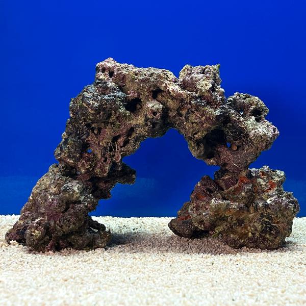 （海水魚）一点物　ライブロック（Ｌサイズ）　ＬＲ−３６８１（１セット）　北海道航空便要保温