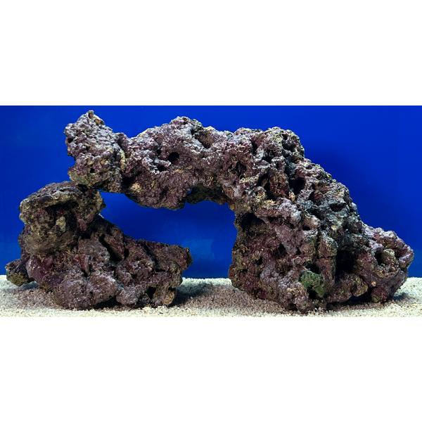 （海水魚）一点物　ライブロック（ＬＬサイズ）　ＬＲ−３６８２（１セット）　北海道航空便要保温