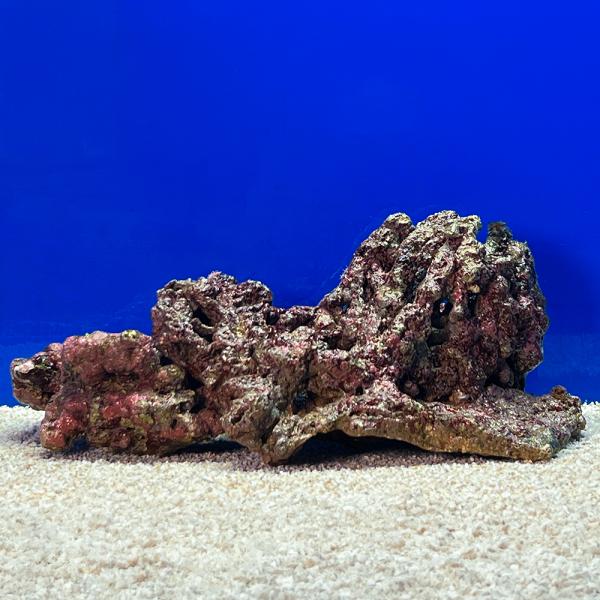 （海水魚）一点物　ライブロック（Ｌサイズ）　ＬＲ−３６８４（１セット）　北海道航空便要保温