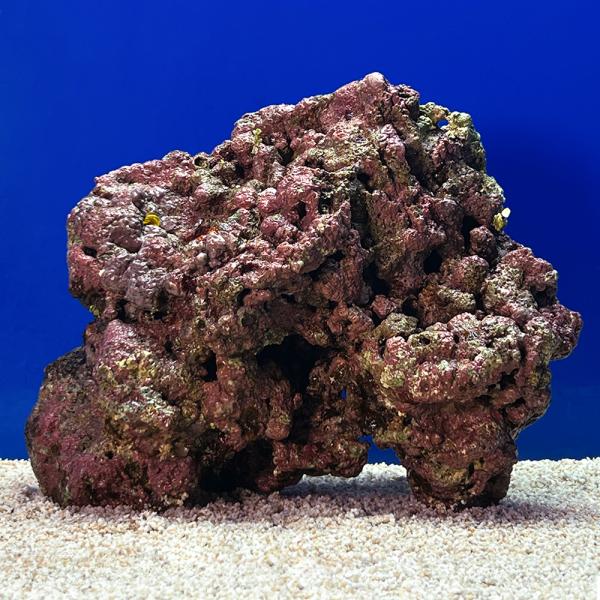 （海水魚）一点物　ライブロック（Ｌサイズ）　ＬＲ−３６８６（１個）　北海道・九州航空便要保温