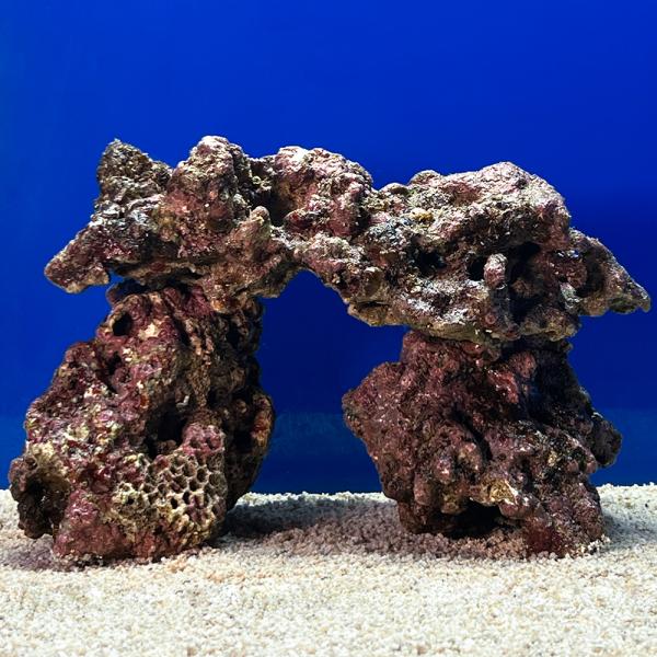 （海水魚）一点物　ライブロック（ＬＬサイズ）　ＬＲ−３６８７（１セット）　北海道航空便要保温