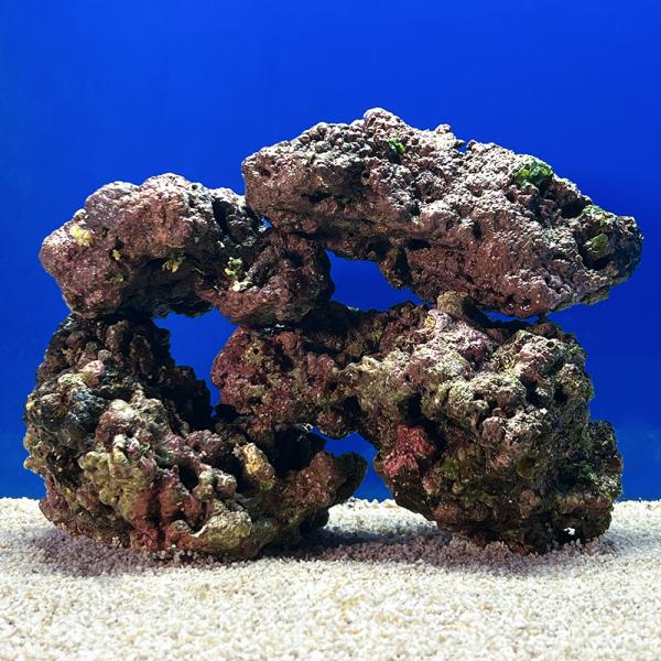 （海水魚）一点物　ライブロック（ＬＬサイズ）　ＬＲ−３６８８（１セット）　北海道航空便要保温