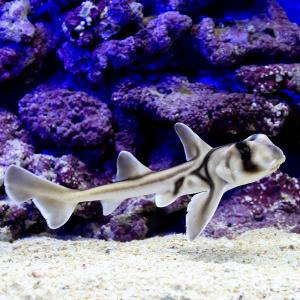 海水魚 サメ 販売の商品一覧 通販 Yahoo ショッピング