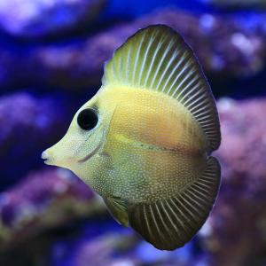 熱い販売 海水魚 一点物 マジョリーズフェアリーラス オス ｍｆ ４６２４ １匹 北海道 九州航空便要保温 沖縄別途送料 Charm 店 評判は Gelnuernberg Sch Gr