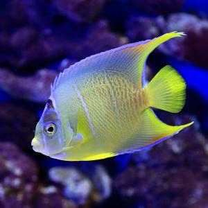 《終売》（海水魚）ヤッコ　一点物　フロリダ産　ブルーエンゼル　ＭＦ−４７２０（１匹）