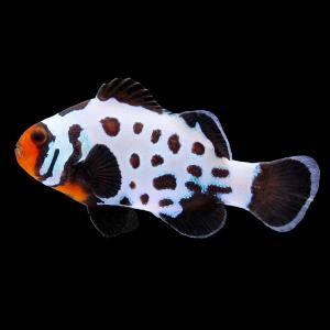 （海水魚）一点物　スノーフレークオセラリス　フロストバイト（ブリード）約５ｃｍ　ＣＦ−１２６（１匹）