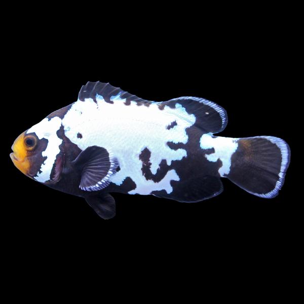 （海水魚）一点物　ブラックスノーフレークオセラリス（ブリード）約４．５ｃｍ　ＣＦ−１４０（１匹）　北...