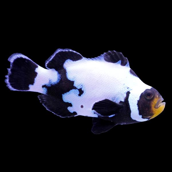 （海水魚）一点物　ブラックスノーフレークオセラリス（ブリード）約４ｃｍ　ＣＦ−１４２（１匹）　北海道...